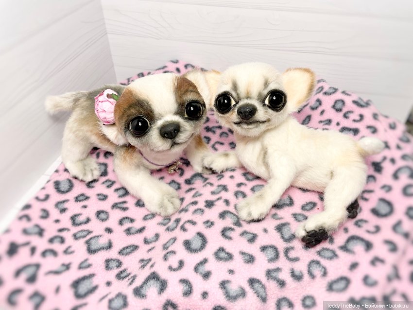 Чарли, 🐶🐾подвижный тедди чихуахуа