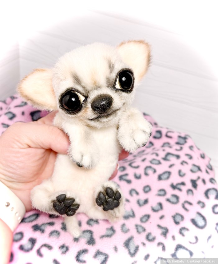 Чарли, 🐶🐾подвижный тедди чихуахуа (фото 6)