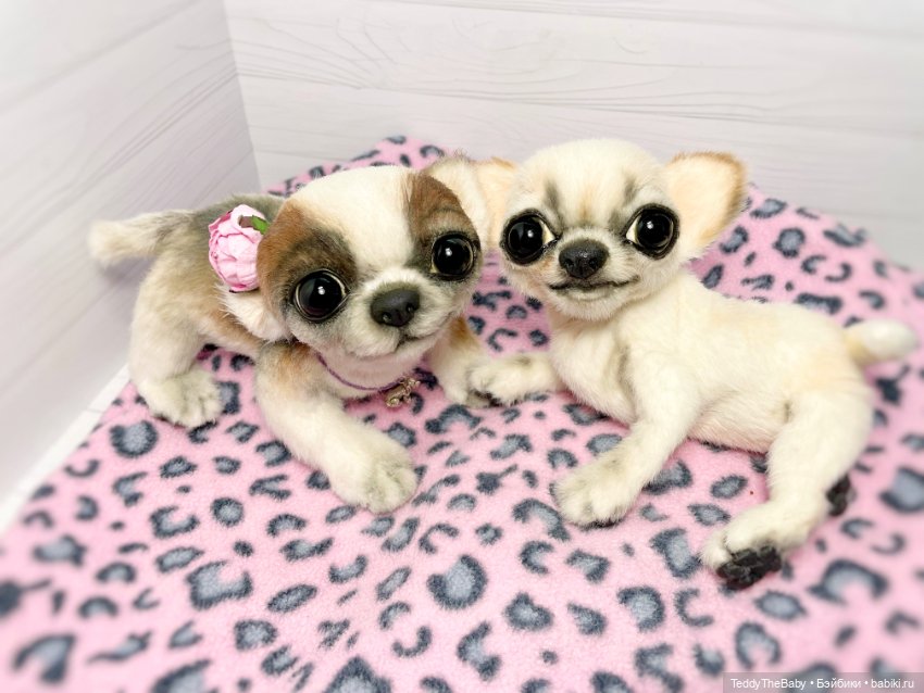 Чарли, 🐶🐾подвижный тедди чихуахуа