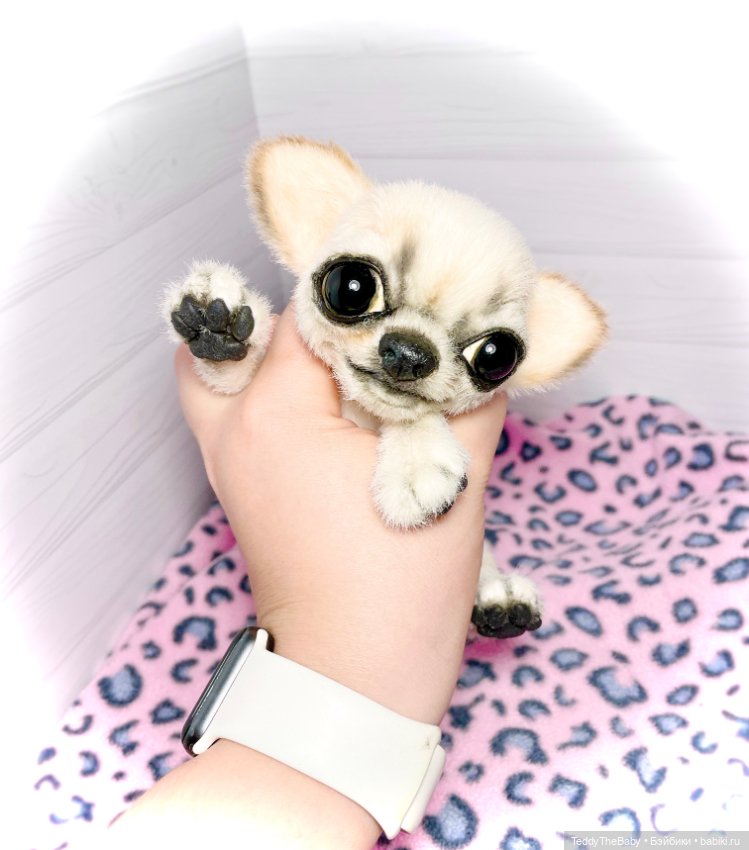 Чарли, 🐶🐾подвижный тедди чихуахуа (фото 5)