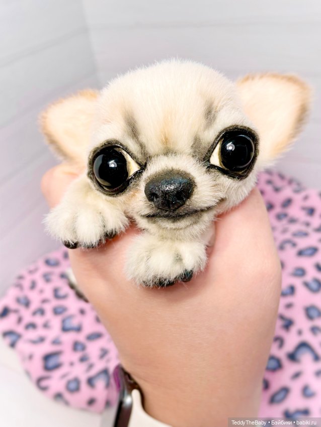 Чарли, 🐶🐾подвижный тедди чихуахуа