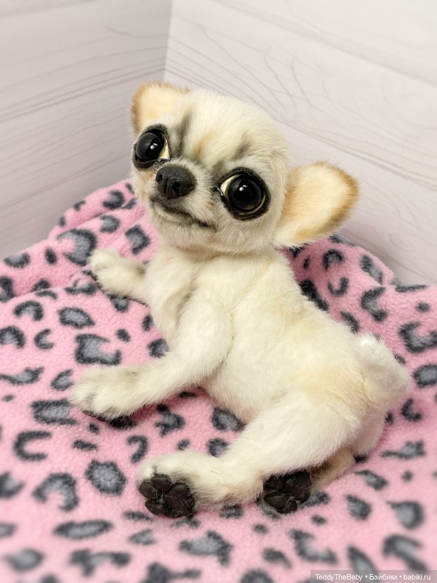 Чарли, 🐶🐾подвижный тедди чихуахуа