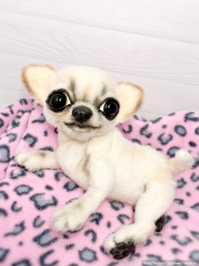 Чарли, 🐶🐾подвижный тедди чихуахуа