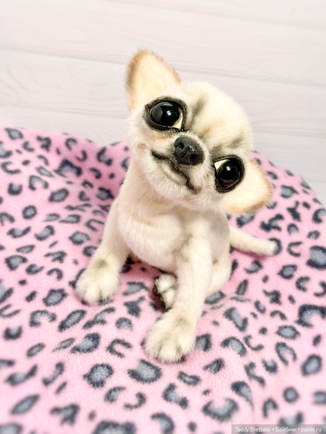 Чарли, 🐶🐾подвижный тедди чихуахуа