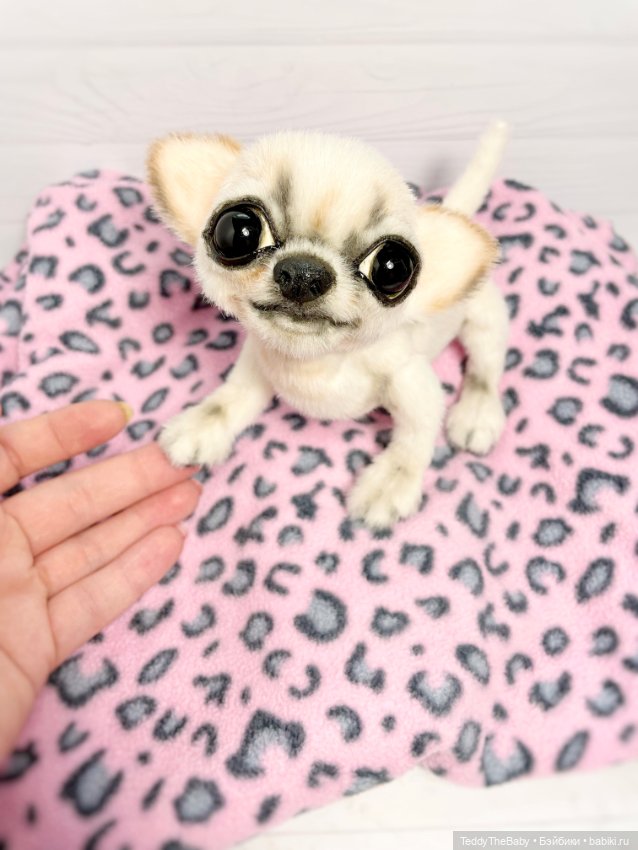 Чарли, 🐶🐾подвижный тедди чихуахуа