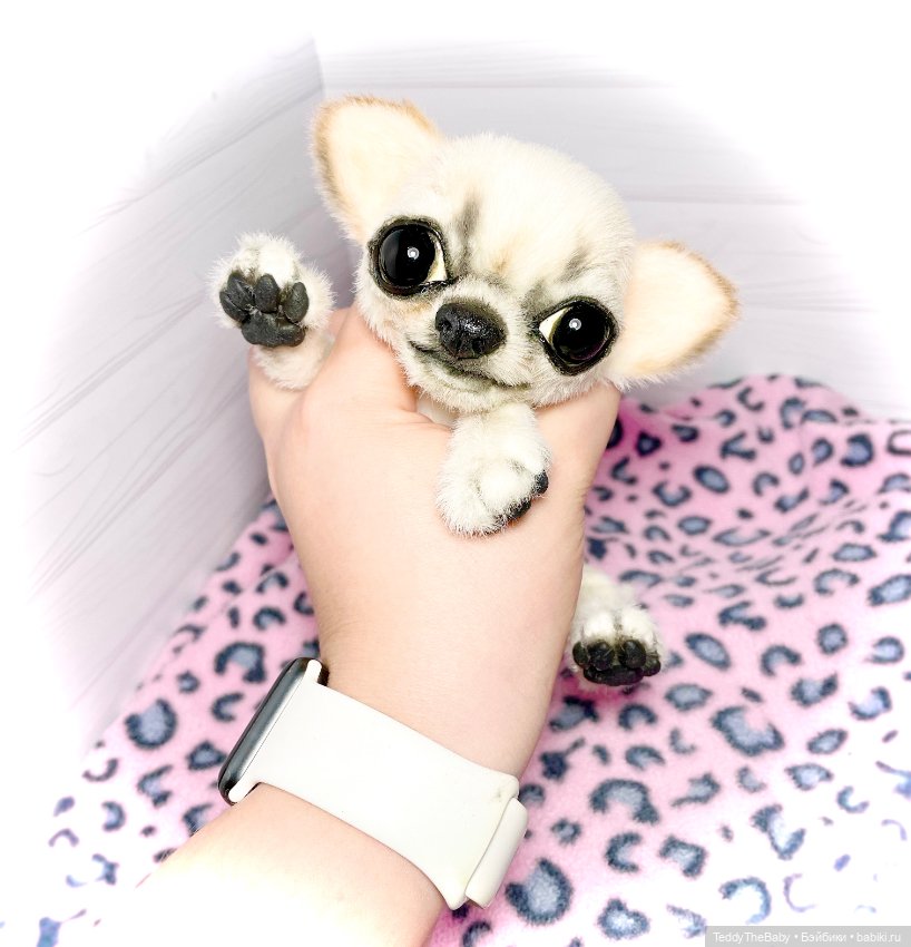 Чарли, 🐶🐾подвижный тедди чихуахуа (фото 10)