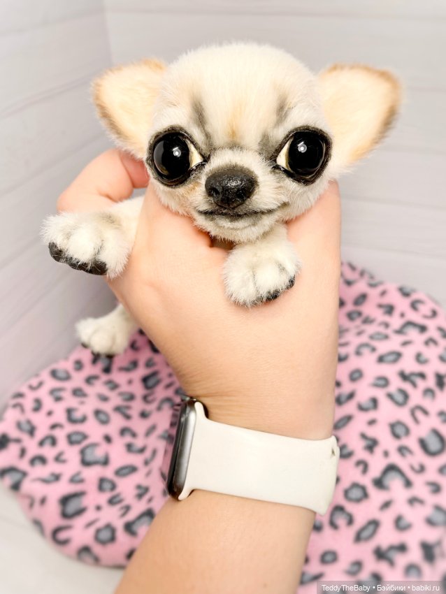 Чарли, 🐶🐾подвижный тедди чихуахуа