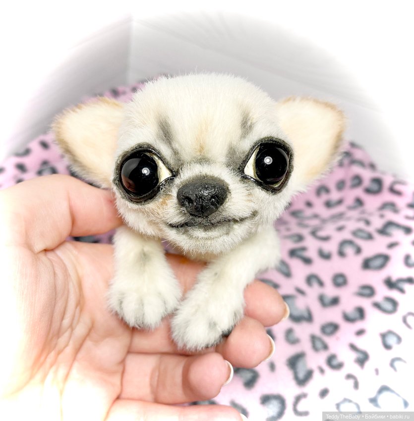 Чарли, 🐶🐾подвижный тедди чихуахуа (фото 9)