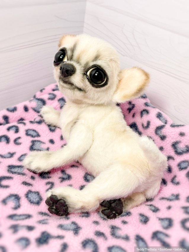 Чарли, 🐶🐾подвижный тедди чихуахуа