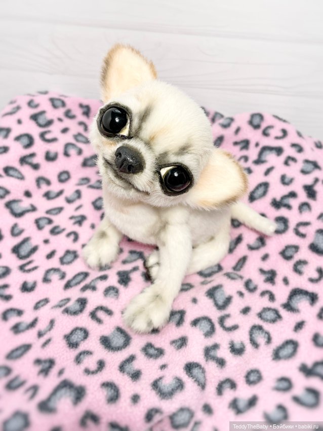 Чарли, 🐶🐾подвижный тедди чихуахуа