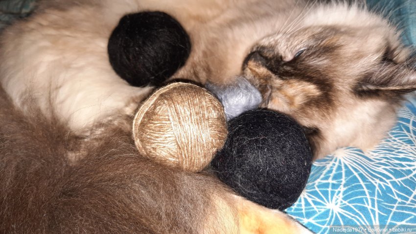 Моя новая работа. Котик по описанию Сары Элизабет Келлнер