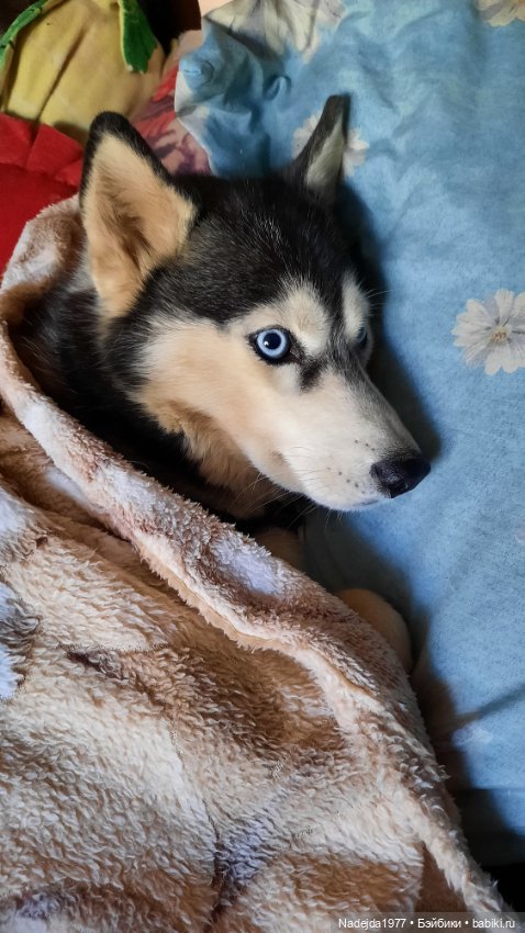 Моя новая работа. Котик по описанию Сары Элизабет Келлнер