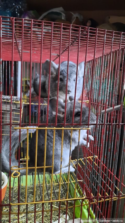 Моя новая работа. Котик по описанию Сары Элизабет Келлнер