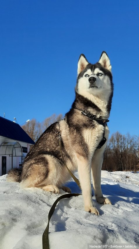 Моя новая работа. Котик по описанию Сары Элизабет Келлнер