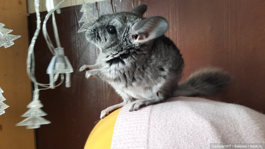 Моя новая работа. Котик по описанию Сары Элизабет Келлнер