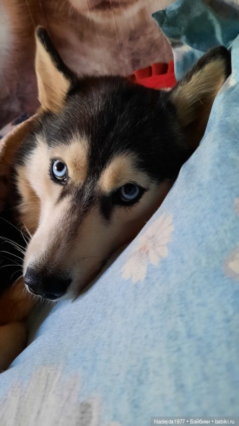 Моя новая работа. Котик по описанию Сары Элизабет Келлнер