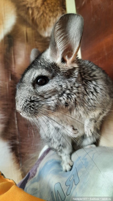 Моя новая работа. Котик по описанию Сары Элизабет Келлнер