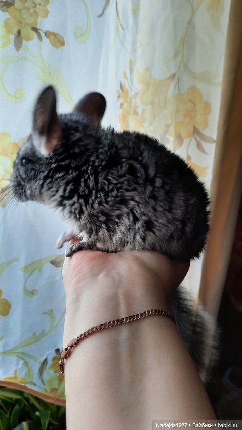 Моя новая работа. Котик по описанию Сары Элизабет Келлнер