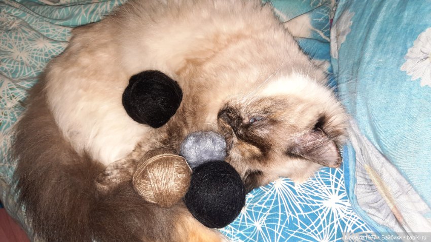 Моя новая работа. Котик по описанию Сары Элизабет Келлнер