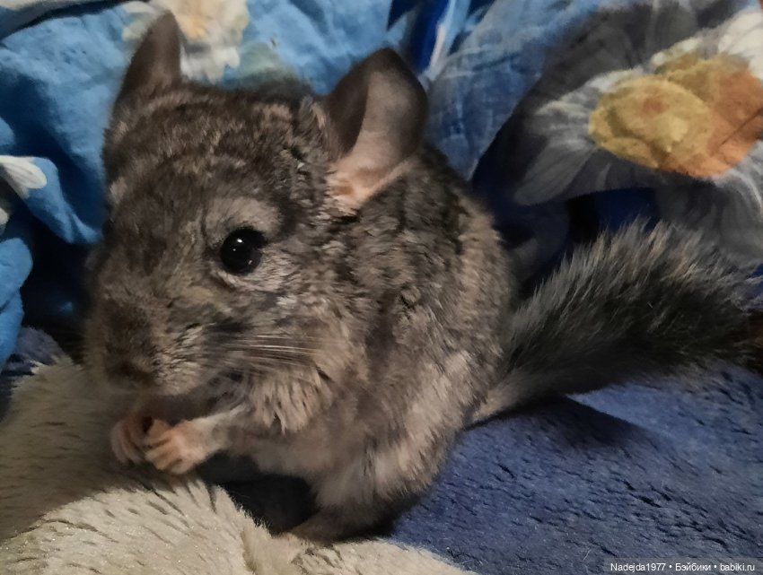 Моя новая работа. Котик по описанию Сары Элизабет Келлнер