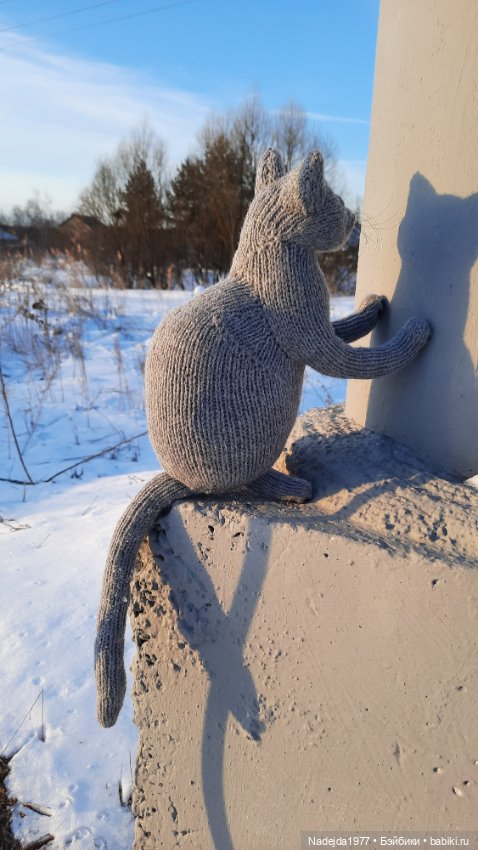 Новый котик британец по описанию Сары Элизабет Келлнер