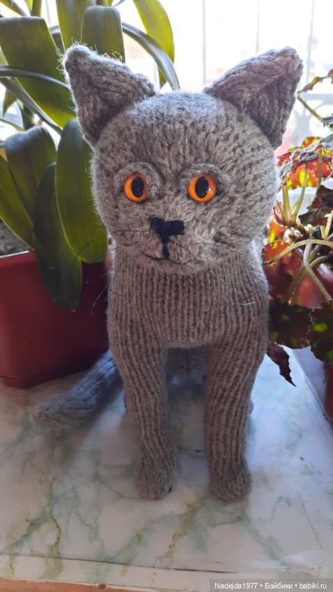 Новый котик британец по описанию Сары Элизабет Келлнер