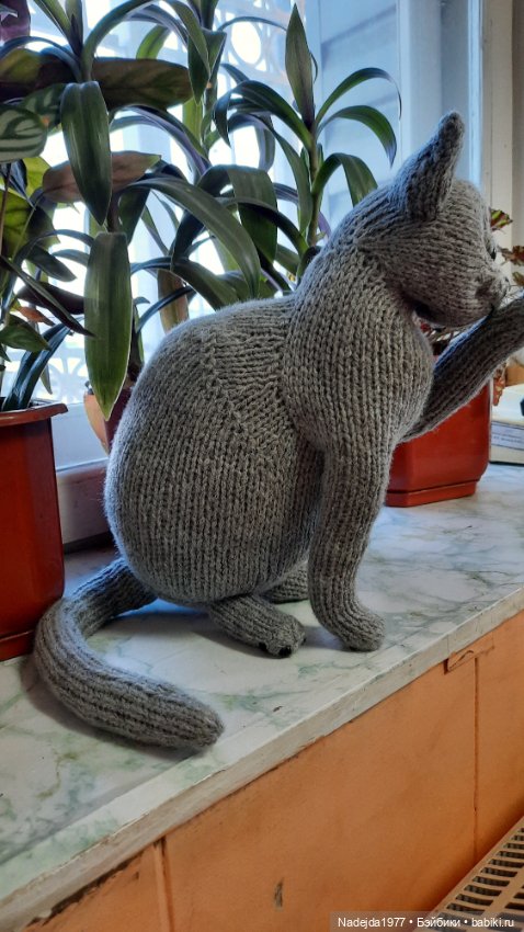 Новый котик британец по описанию Сары Элизабет Келлнер (фото 9)