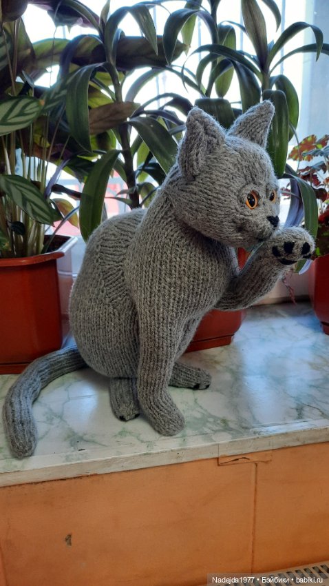 Новый котик британец по описанию Сары Элизабет Келлнер (фото 8)