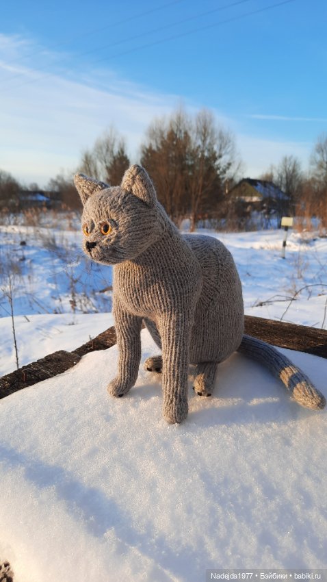 Новый котик британец по описанию Сары Элизабет Келлнер