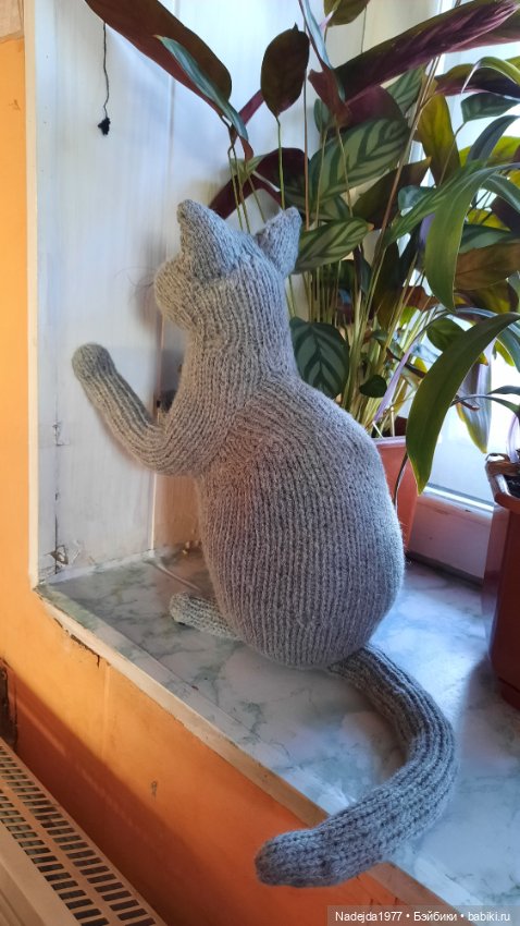 Новый котик британец по описанию Сары Элизабет Келлнер