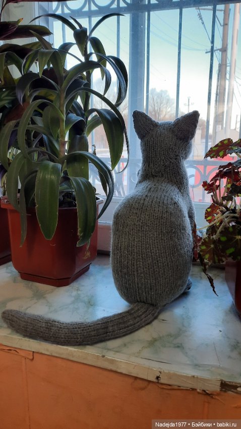 Новый котик британец по описанию Сары Элизабет Келлнер