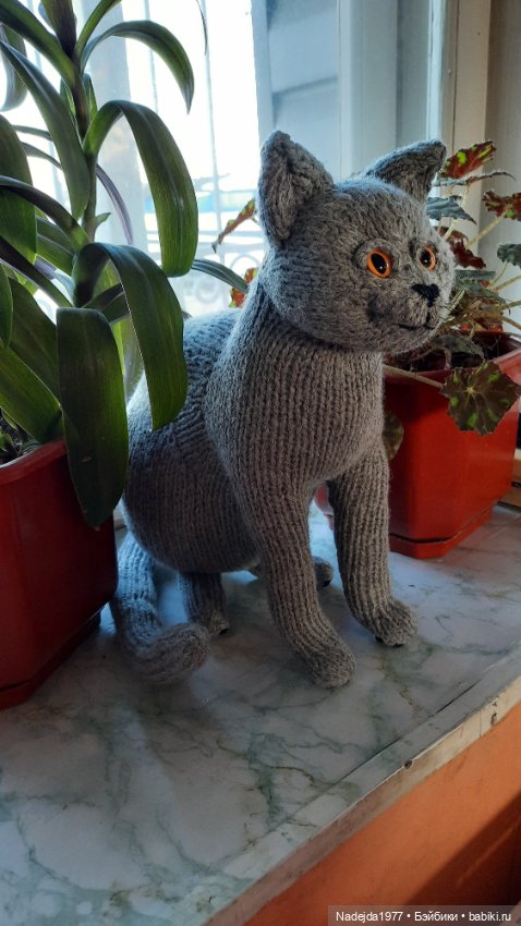 Новый котик британец по описанию Сары Элизабет Келлнер