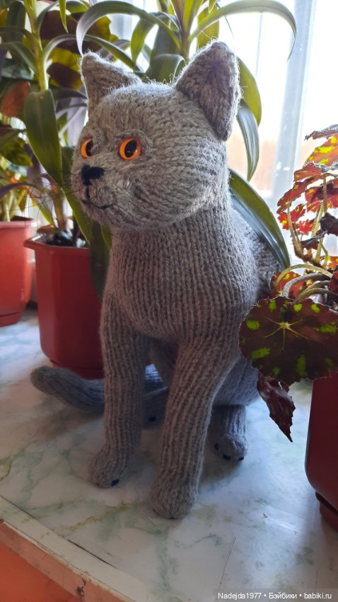 Новый котик британец по описанию Сары Элизабет Келлнер