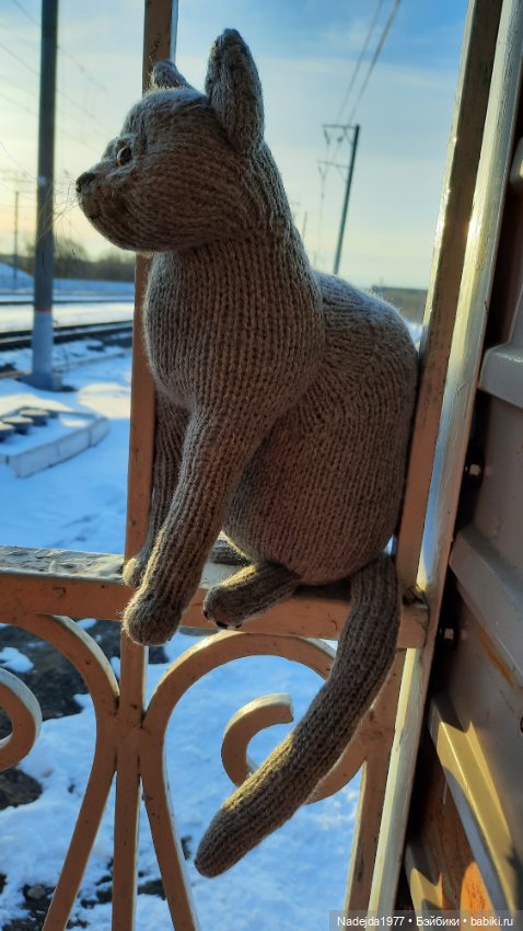 Новый котик британец по описанию Сары Элизабет Келлнер