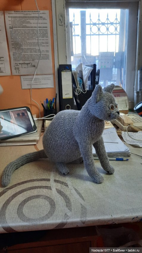 Новый котик британец по описанию Сары Элизабет Келлнер (фото 3)