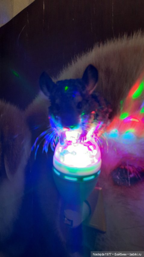 Связанные лисята — Вязаные игрушки и амигуруми: крючком