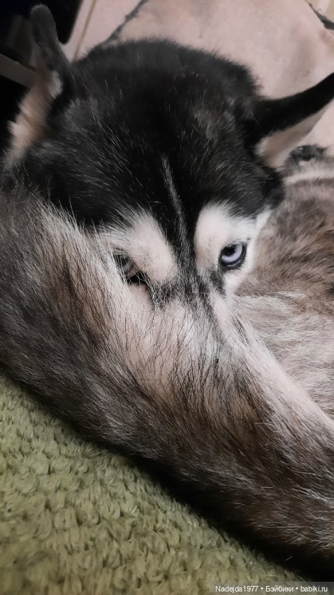 Связанные лисята — Вязаные игрушки и амигуруми: крючком