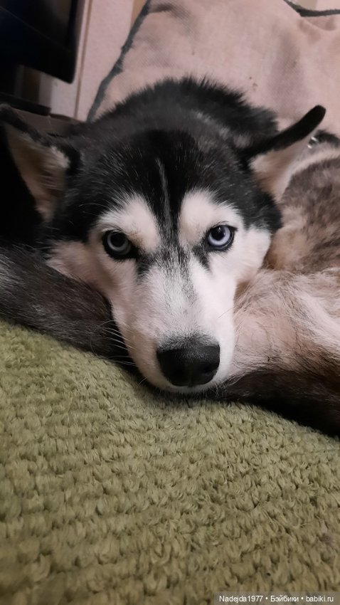 Связанные лисята — Вязаные игрушки и амигуруми: крючком