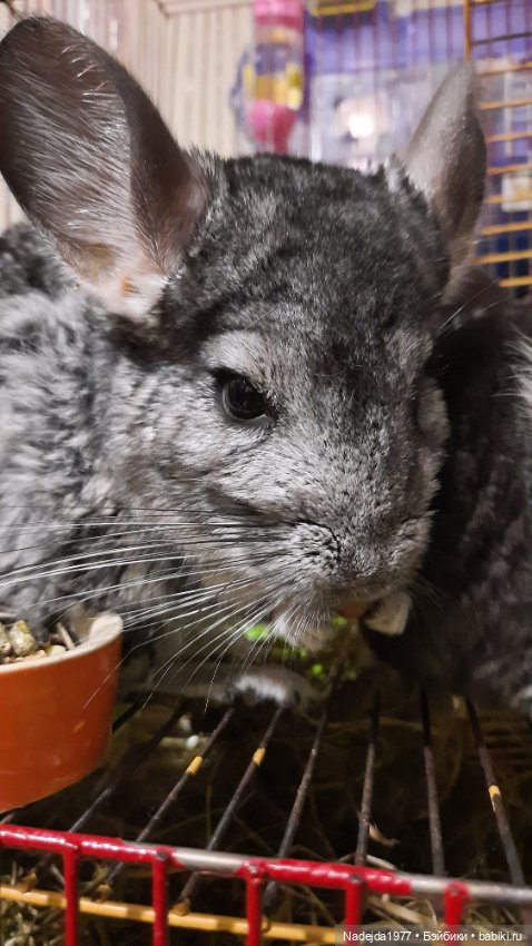 Связанные лисята — Вязаные игрушки и амигуруми: крючком