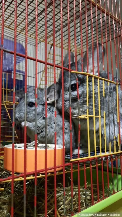 Связанные лисята — Вязаные игрушки и амигуруми: крючком