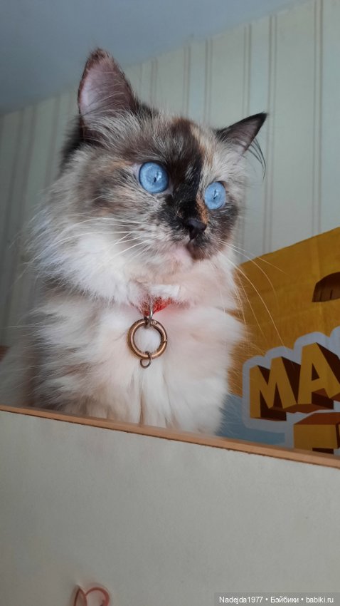 Снова повязушки.Енот и котик