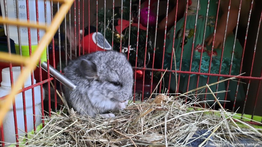 Снова повязушки.Енот и котик