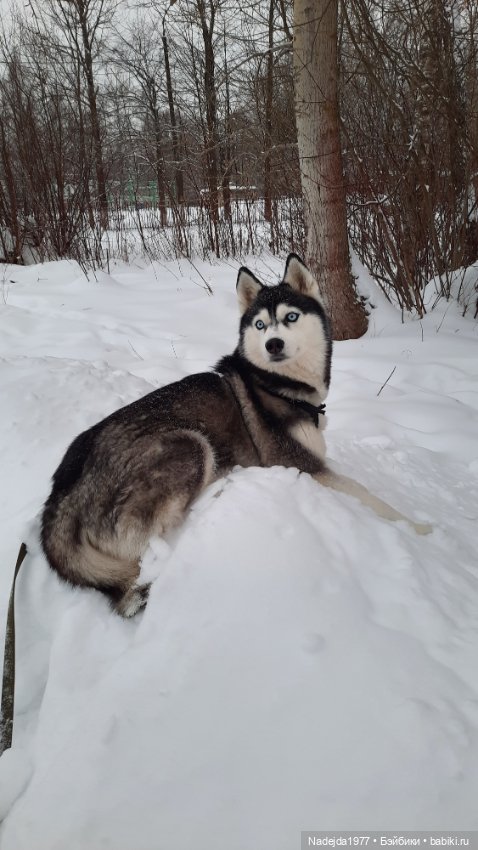 Снова повязушки.Енот и котик