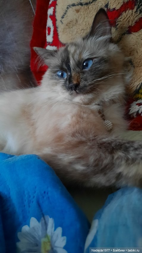 Ещё порция повязушек. Мышонок, ёжик