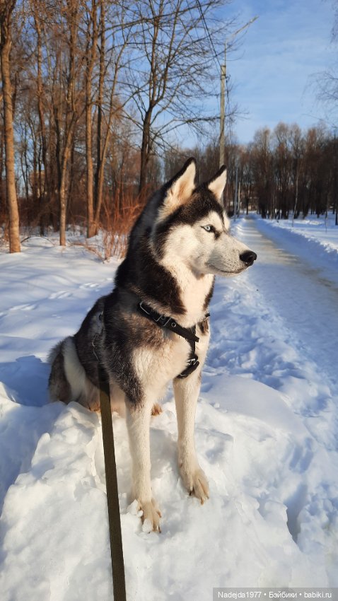 Ещё порция повязушек. Мышонок, ёжик