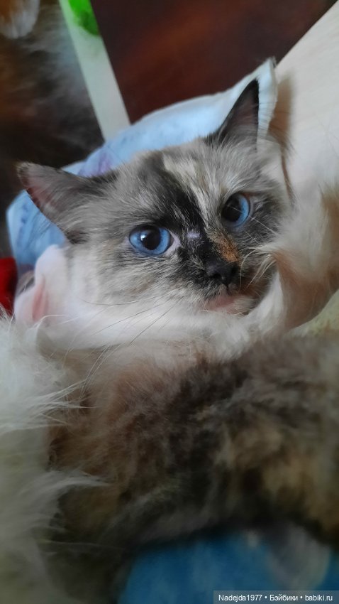 Ещё порция повязушек. Мышонок, ёжик