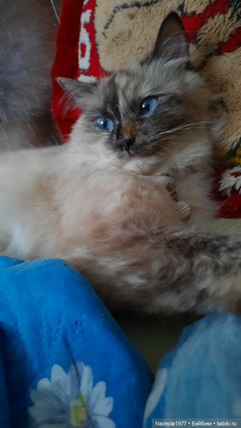 Снова повязушки.Енот и котик