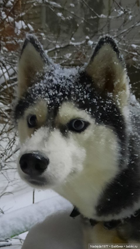 Снова повязушки.Енот и котик