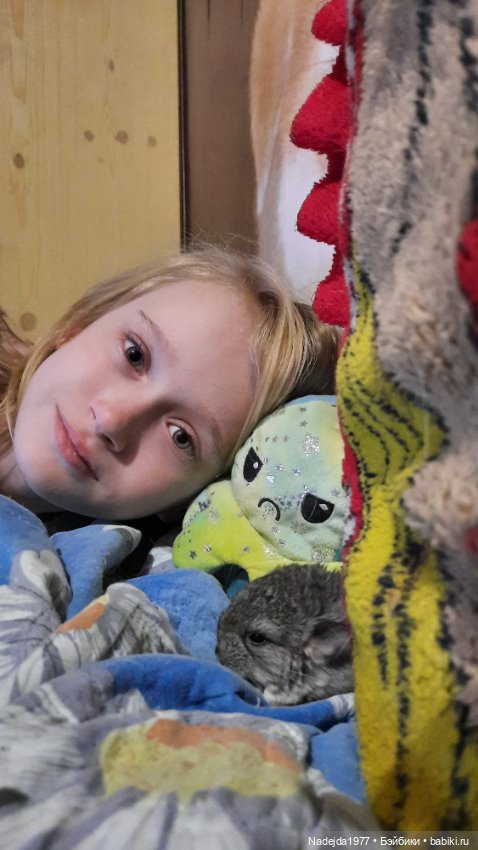 Снова повязушки.Енот и котик