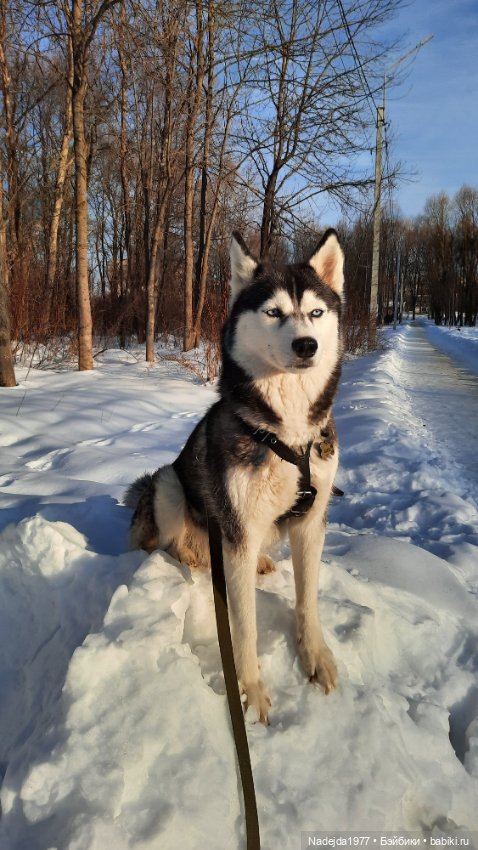 Ещё порция повязушек. Мышонок, ёжик